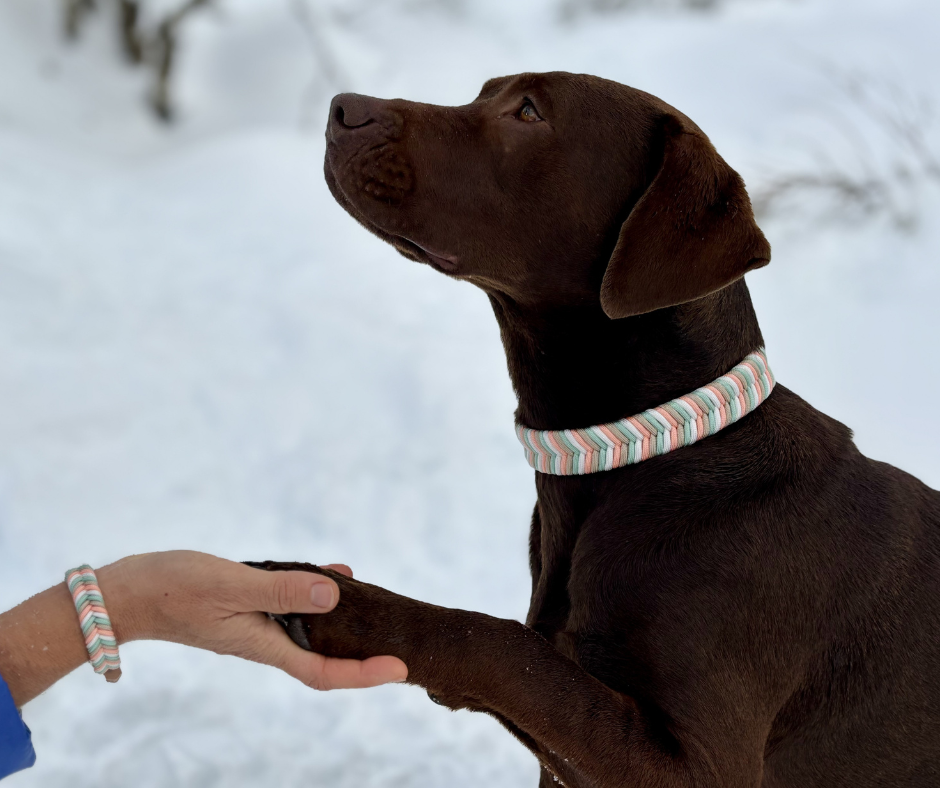 Pack collar + pulsera