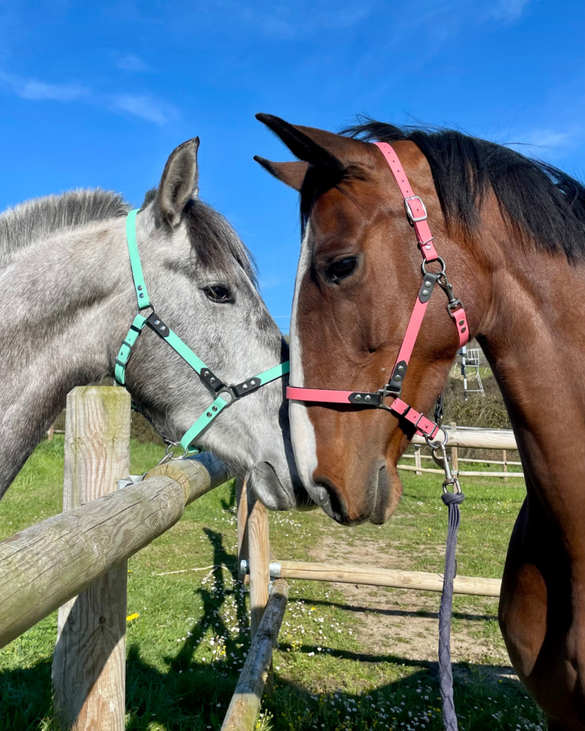 Cabezadas de Biothane