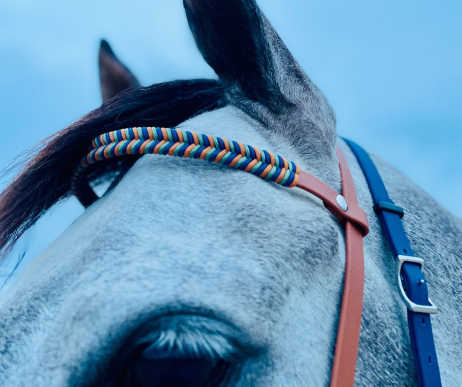 Comparativa entre correa de Biothane y correa de cuero en el equipamiento del caballo