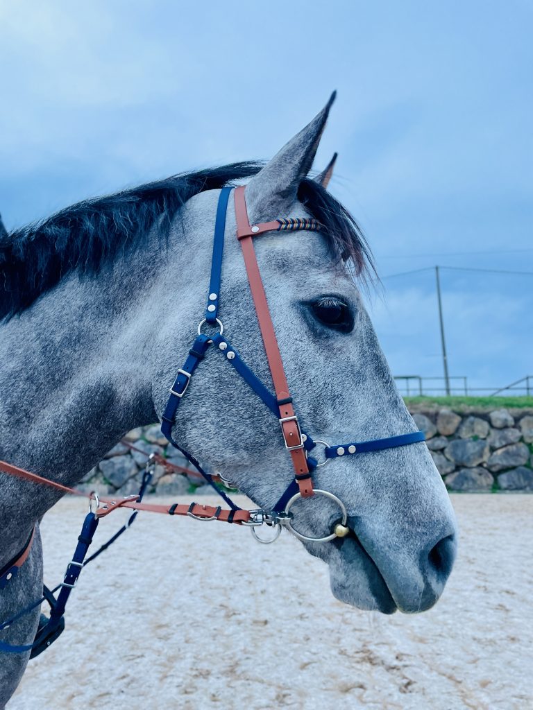 Biothane vs cuero: ¿Cuál es mejor para el equipo de tu caballo? Cabezada de un caballo como parte de su equipamiento hípico