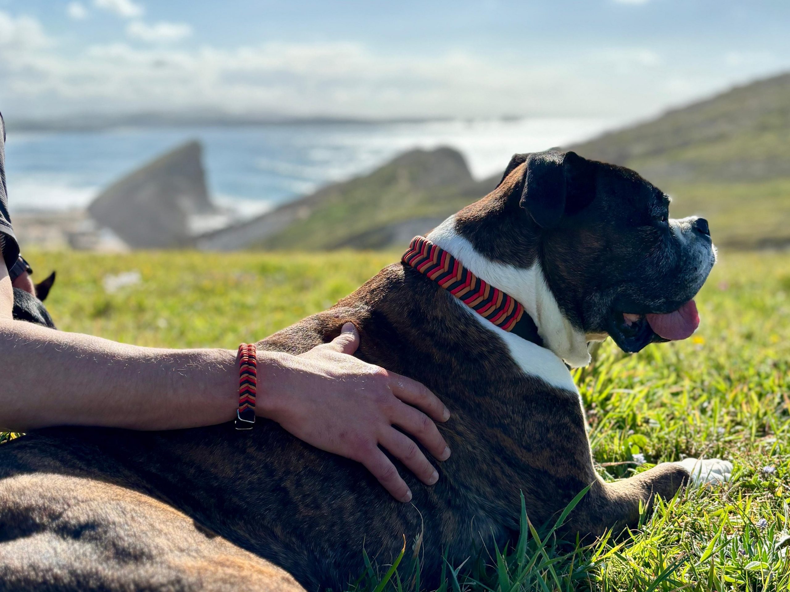 Regalos originales para dueños de perros: el detalle perfecto Regalos originales para dueños de perros: el detalle perfecto