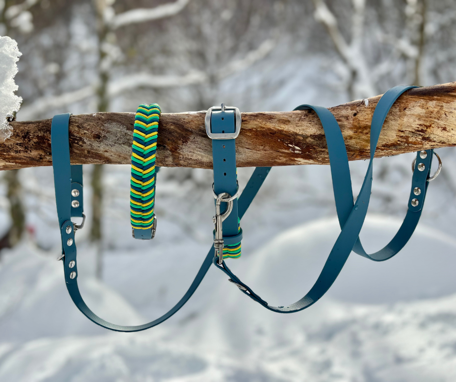 Cantabria con perro: guía pet-friendly para viajar y descubrir lugares únicos