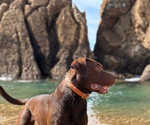 Detalle de collar de Biothane impermeable Garylon ideal para climas lluviosos y playas