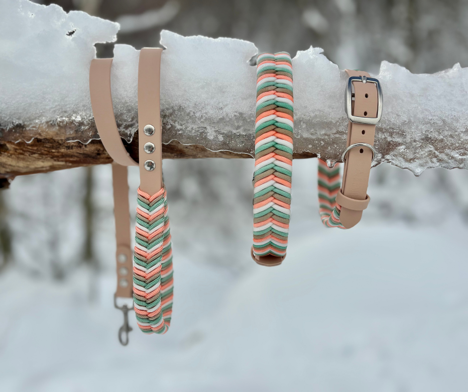 Cantabria con perro: guía pet-friendly para viajar y descubrir lugares únicos