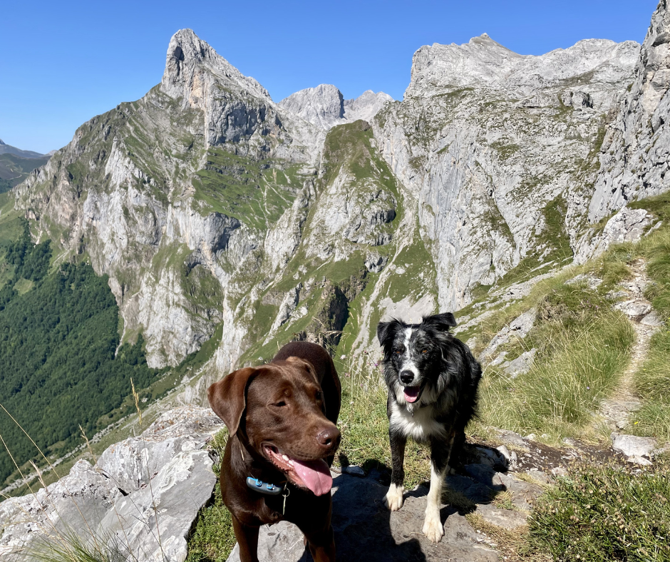 Cantabria con perro: guía pet-friendly para viajar y descubrir lugares únicos