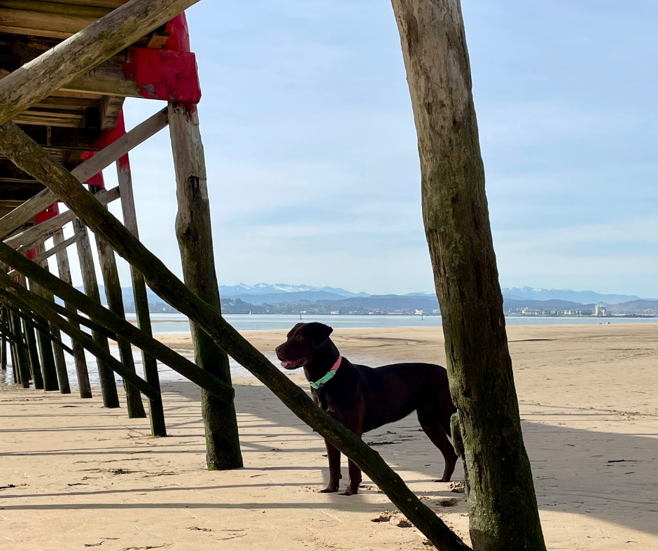 Cantabria con perro: guía pet-friendly para viajar y descubrir lugares únicos