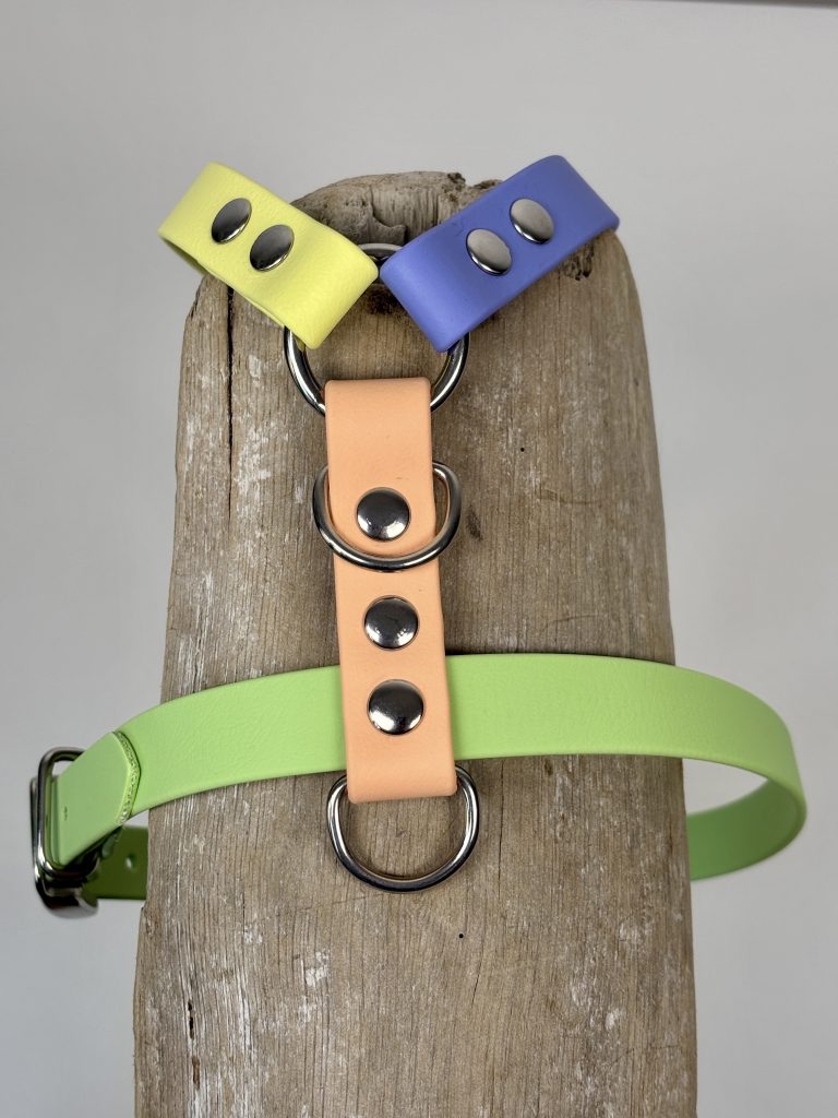 El Caniche Toy: ¿arnés o collar?