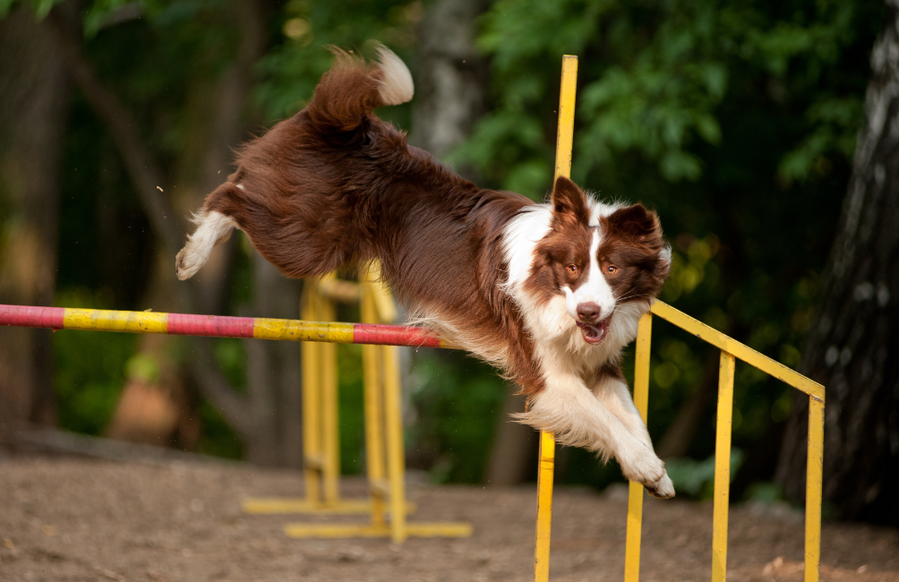 Collar para Border Collie: resistencia, control y comodidad en perros activos