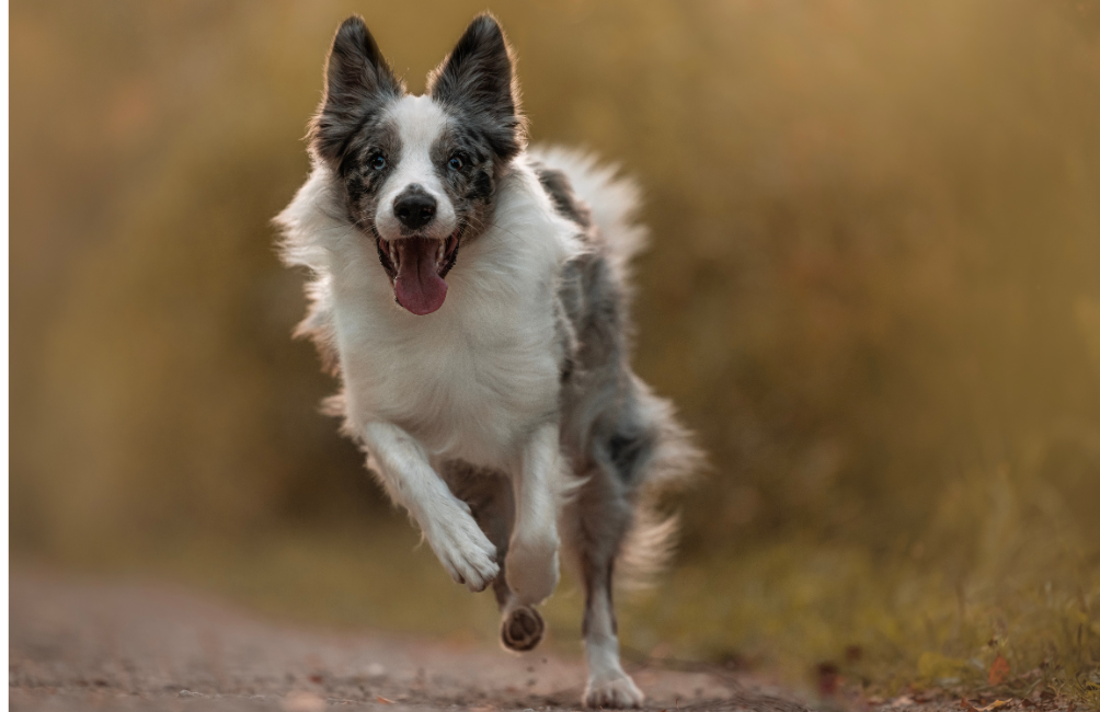 Border collie corriendo por un paisaje natural