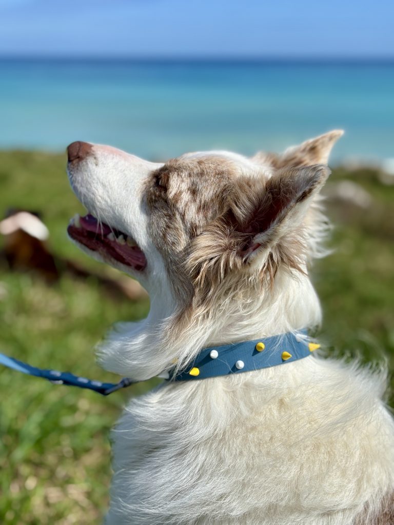 Collar para Border Collie: resistencia, control y comodidad en perros activos