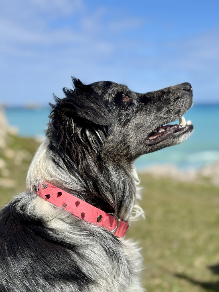 Collar para Border Collie: resistencia, control y comodidad en perros activos