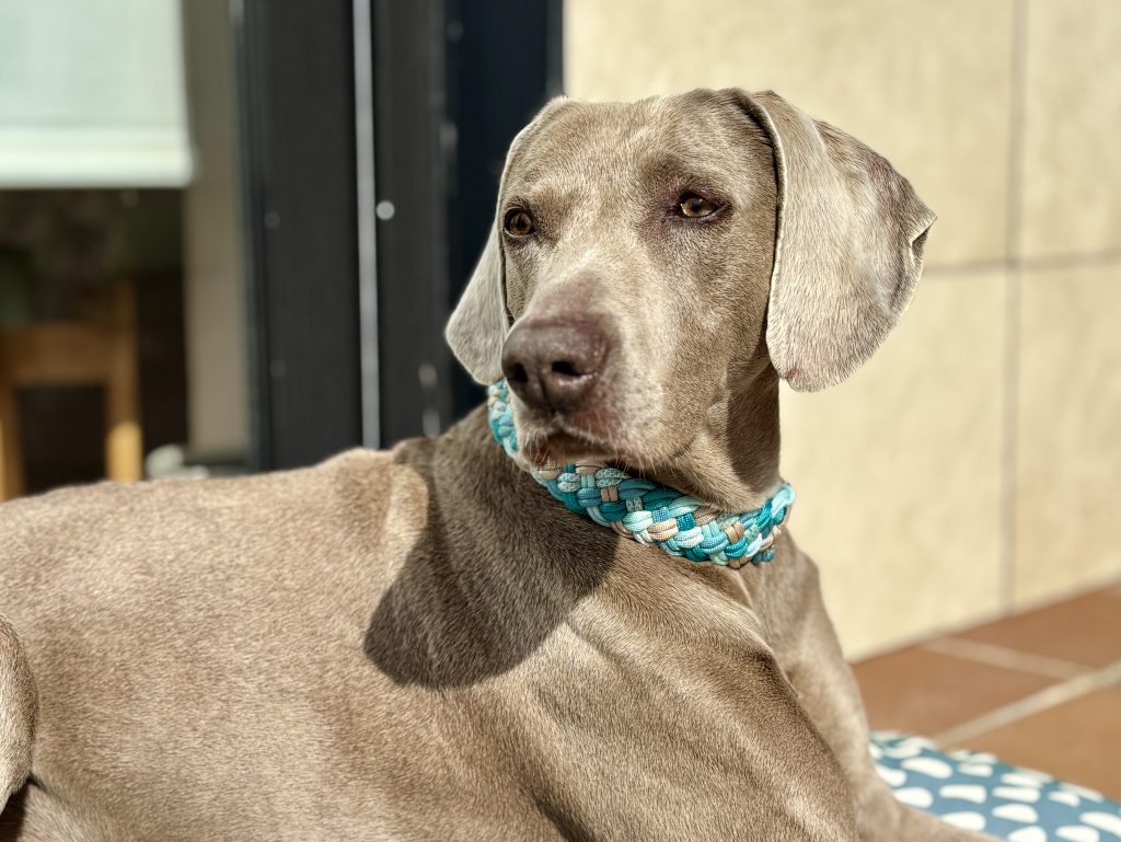Collares para perro