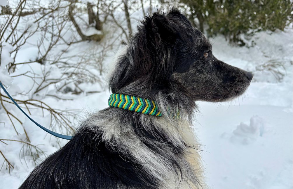 Perros y nieve: cómo disfrutar de la montaña en invierno