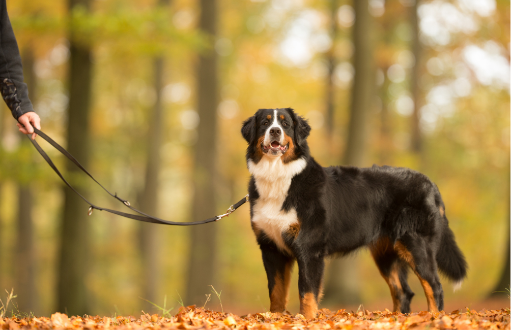 Perro boyero de berna llevando una correa multiposición larga