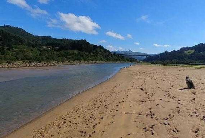 Playas para perros en Cantabria: guía actualizada 2026