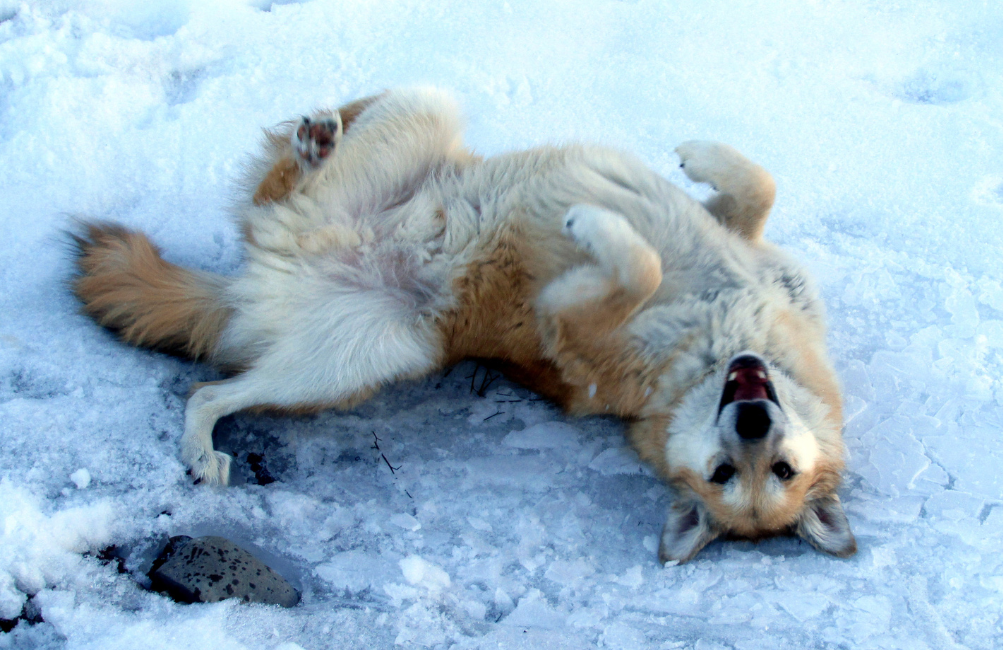 Perros y nieve: cómo disfrutar de la montaña en invierno