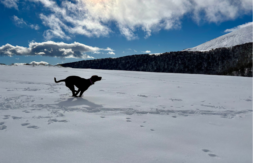 perro corriendo en la nieve