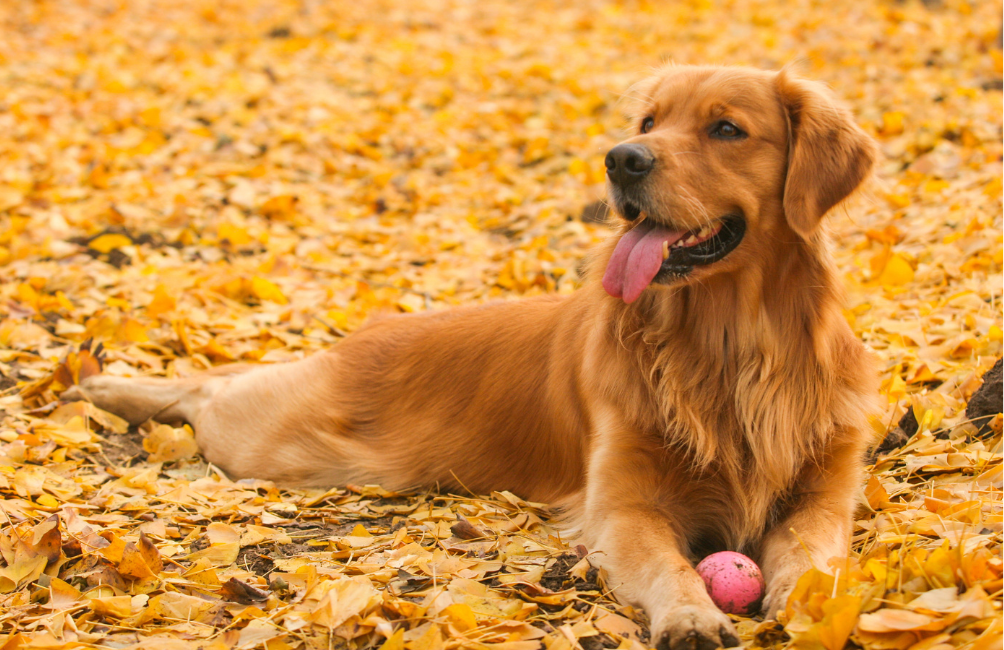 Collar para Golden Retriever: agua, paseo y resistencia