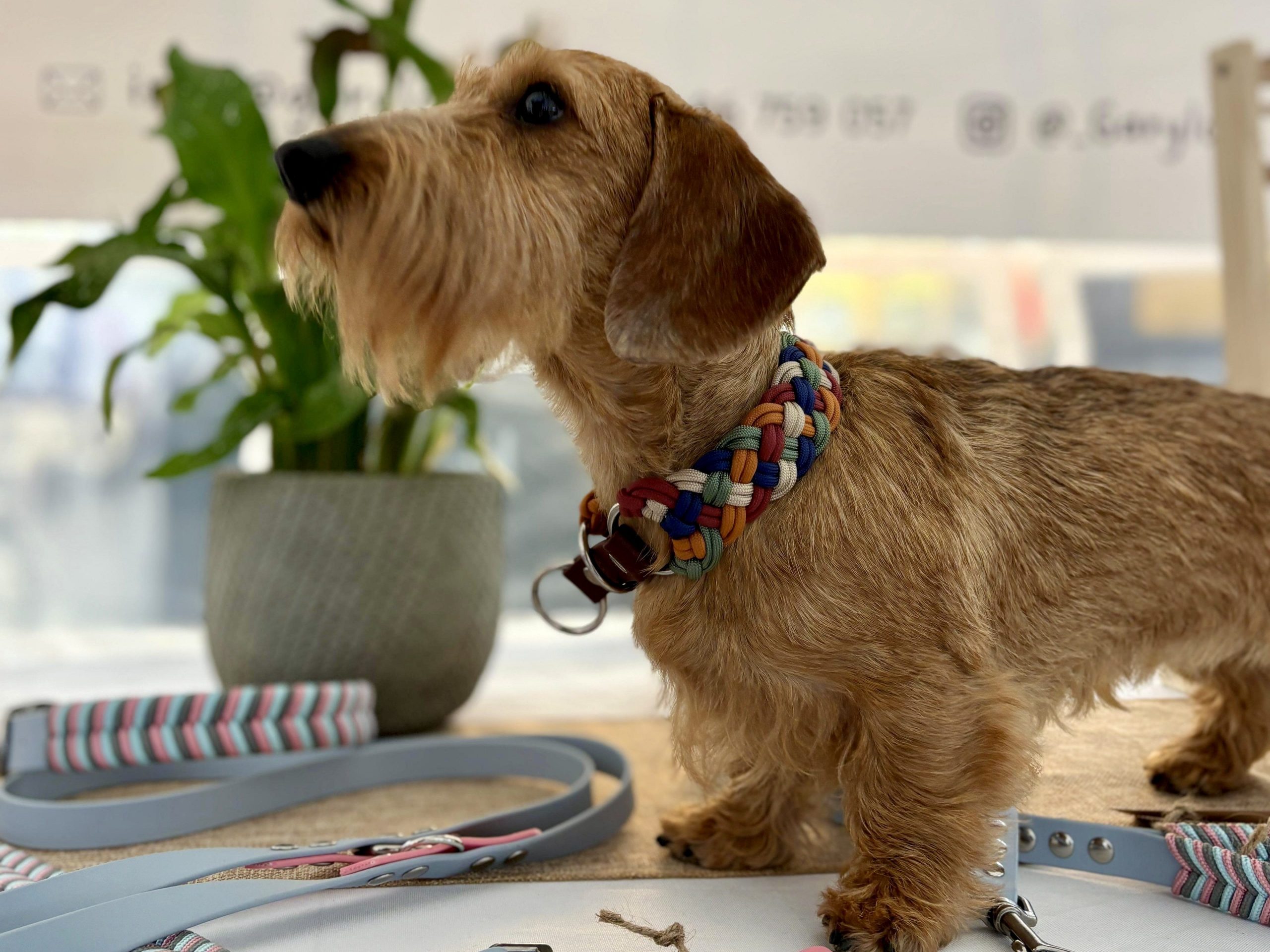 Collar para Teckel: qué necesita esta raza y cómo elegir bien Collar para Teckel: qué necesita esta raza y cómo elegir bien