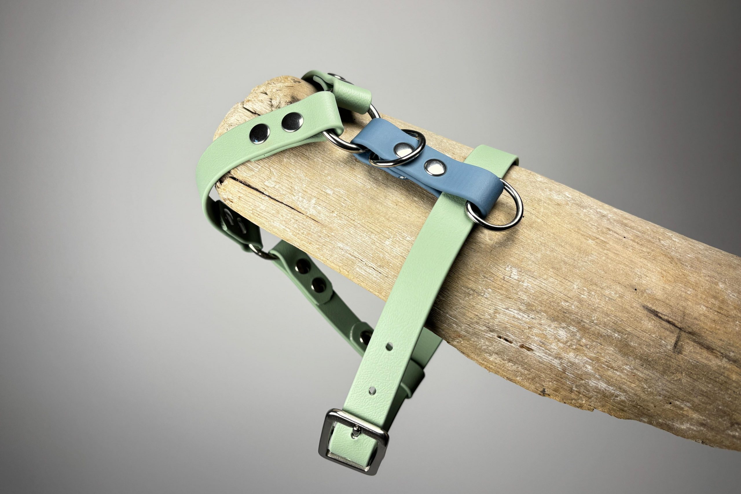 Collar para Teckel: qué necesita esta raza y cómo elegir bien Collar para Teckel: qué necesita esta raza y cómo elegir bien