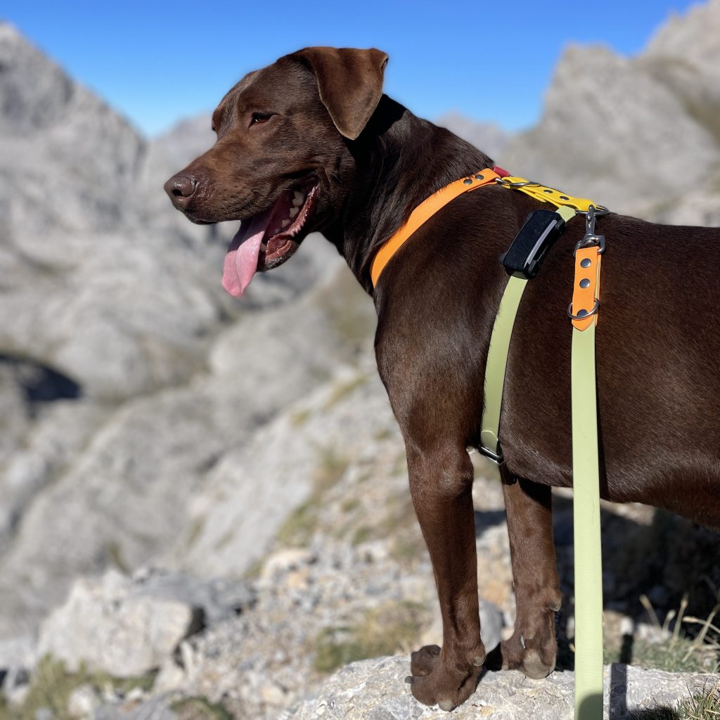 Senderismo con perro en Picos de Europa: rutas, normativa y consejos Senderismo con perro en Picos de Europa: rutas, normativa y consejos
