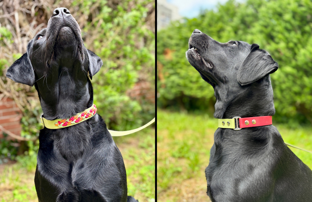 Labrador Retriever: características, cuidados y accesorios para su día a día Labrador Retriever: características, cuidados y accesorios para su día a día