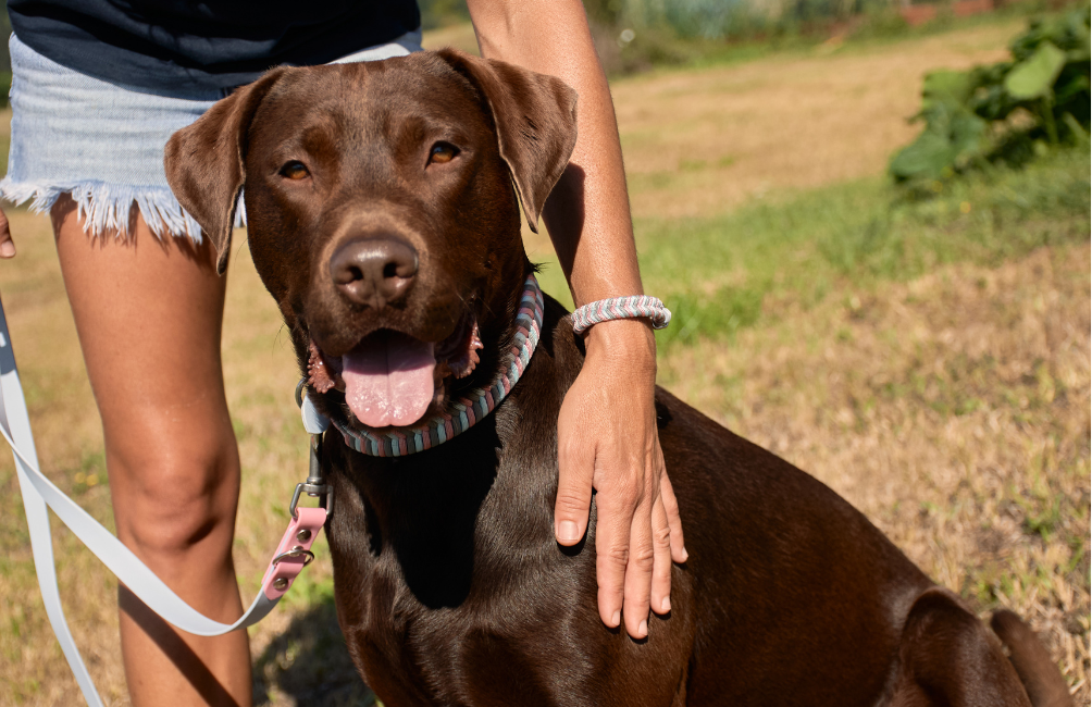 Labrador Retriever: características, cuidados y accesorios para su día a día Labrador Retriever: características, cuidados y accesorios para su día a día