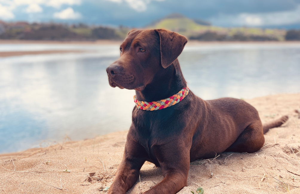 Labrador Retriever: características, cuidados y accesorios para su día a día Labrador Retriever: características, cuidados y accesorios para su día a día