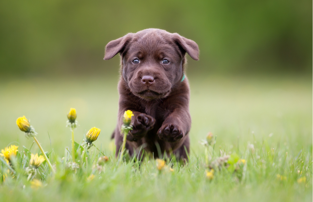 Labrador Retriever: características, cuidados y accesorios para su día a día Labrador Retriever: características, cuidados y accesorios para su día a día