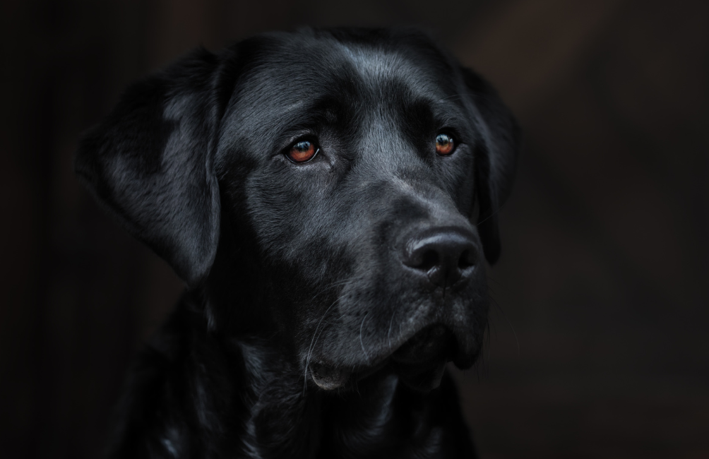 Labrador retraiver negro