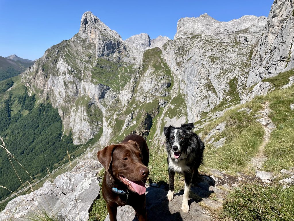 Senderismo con perro en Picos de Europa: rutas, normativa y consejos Dos perros de ruta subiendo hacia El Cable desde Fuente Dé, Picos de Europa
