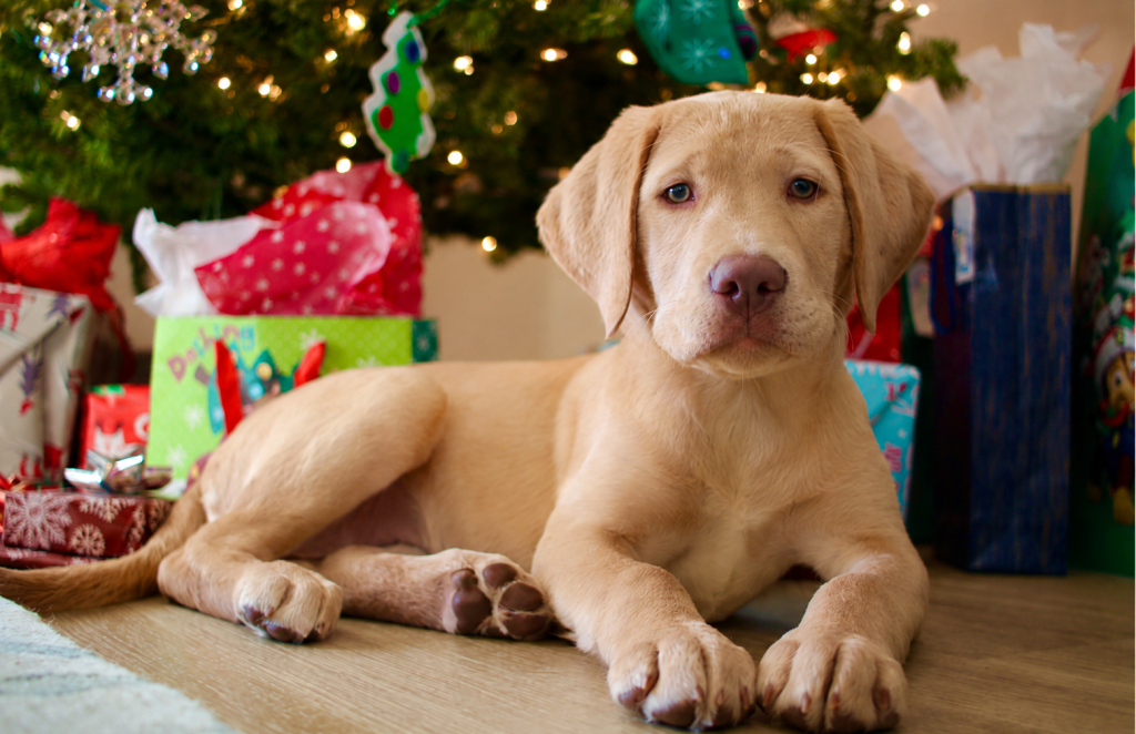 cachorro junto al arbol de navidad y los regalos